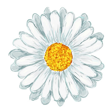雛菊