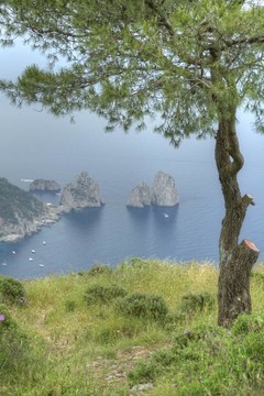 樹結(jié)構(gòu)的巖石