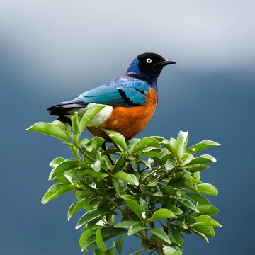 鳥在樹枝上。