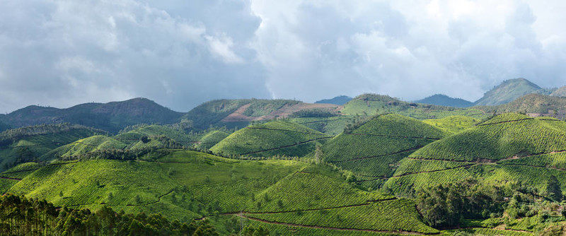 茶園全景圖