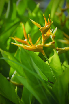 橙花