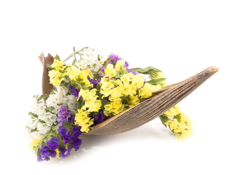 毋忘我花勿忘我