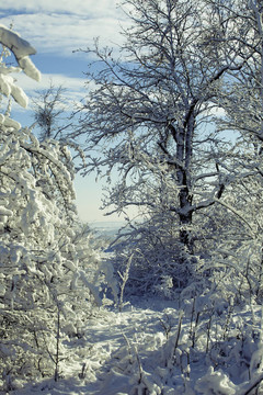 雪地里的冬天森林