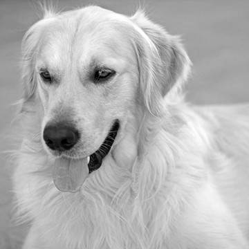 金毛獵犬
