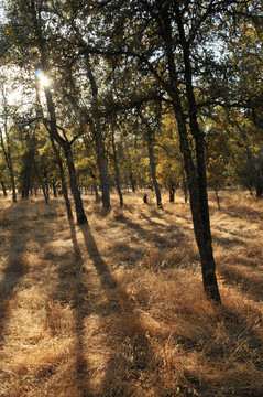 林Tree Woods