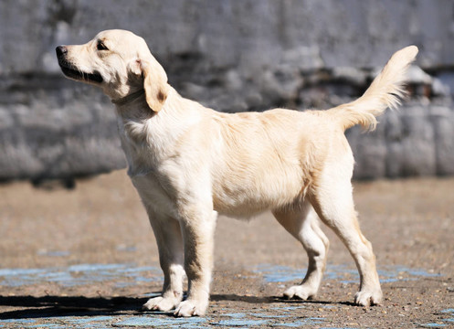 金毛獵犬站