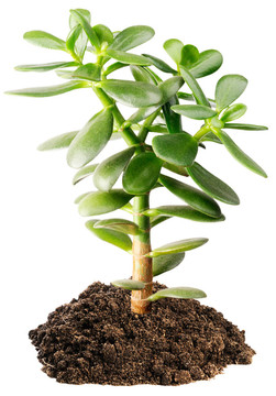 室內(nèi)的肉質(zhì)植物