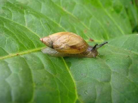 蝸牛