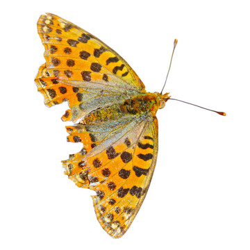 Cranberry Fritillary（寶蛺蝶屬氯噻嗪