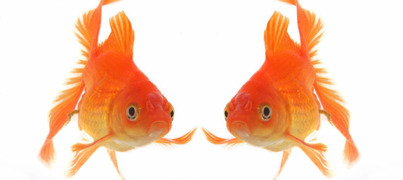 金色的魚。白色隔離