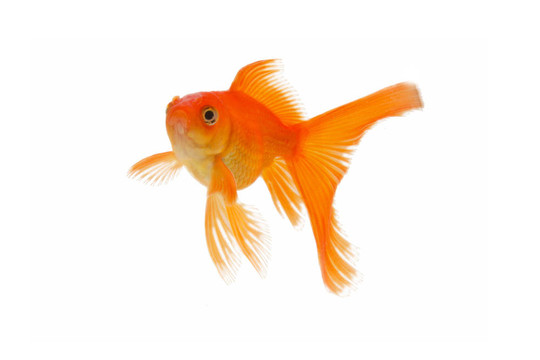 金色的魚。白色隔離