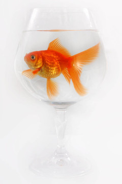 金色的魚。白色隔離