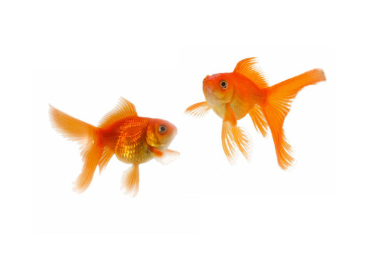 金色的魚。白色隔離