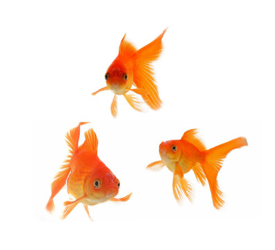 金色的魚。白色隔離