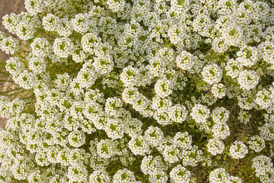 Alyssum（Lobularia maritima）。花