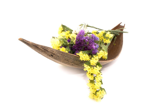 毋忘我花勿忘我