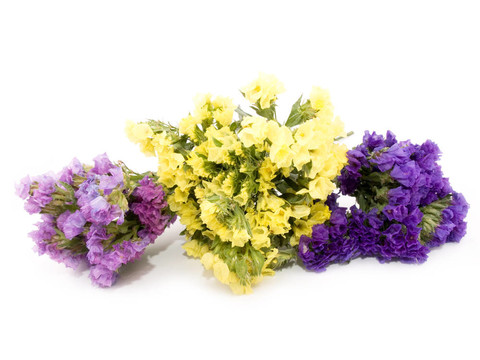 毋忘我花勿忘我