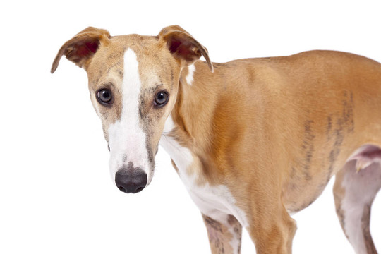 惠比特犬