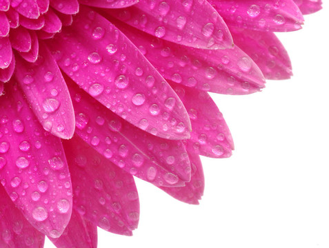 太陽(yáng)花