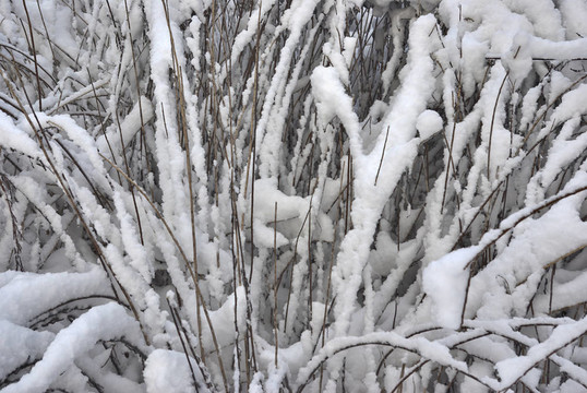 在雪下的黃色的草