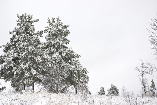 冬季景觀。毛皮樹生長。新鮮積雪厚層。
