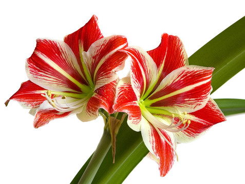 黃蕊紅花