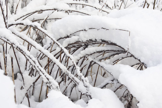 在雪下的黃色的草