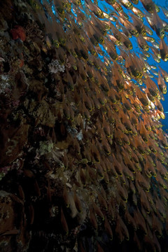GlassFish；珊瑚和海洋。