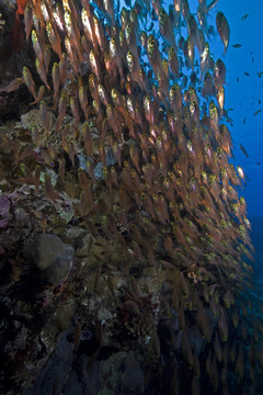 GlassFish；珊瑚和海洋。