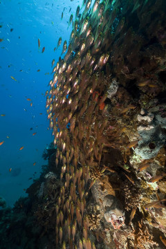 GlassFish；珊瑚和海洋。
