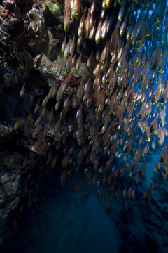 GlassFish；珊瑚和海洋。
