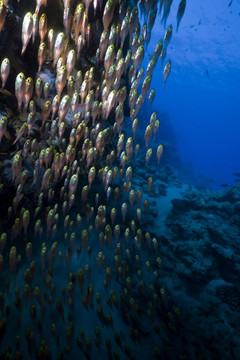 GlassFish；珊瑚和海洋。