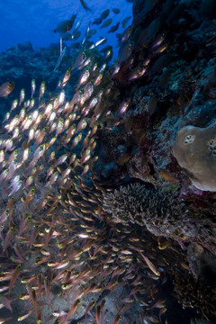 GlassFish；珊瑚和海洋。