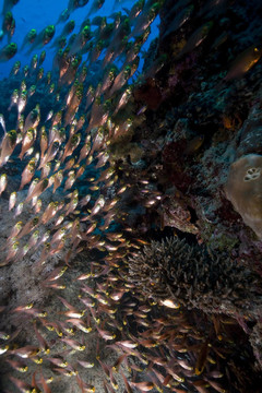 GlassFish；珊瑚和海洋。