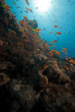 海洋；珊瑚和魚。