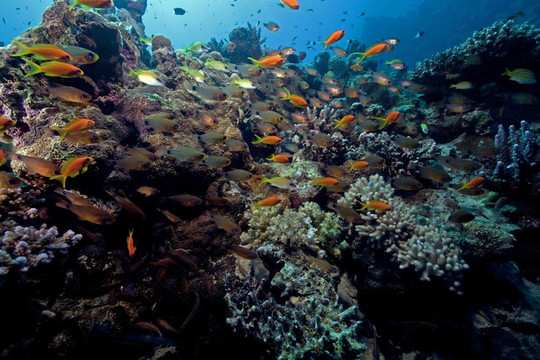 海洋；珊瑚和魚。