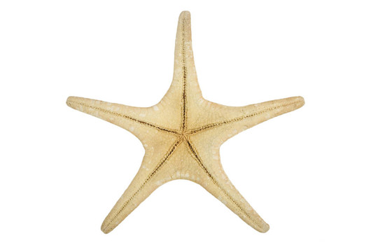 海星