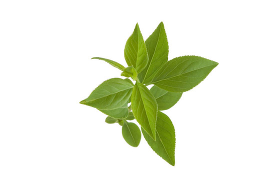 綠色的葉子