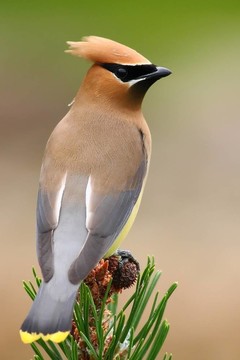 雪松太平鳥(niǎo)