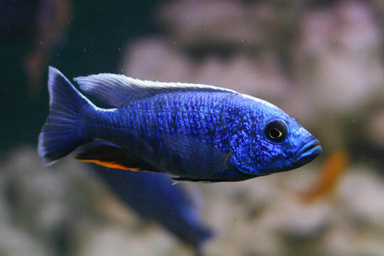 藍(lán)色的魚