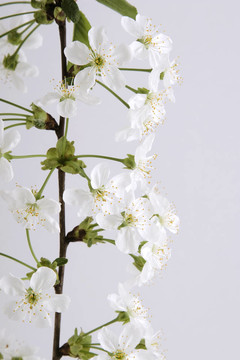 白色的花枝
