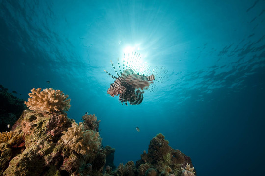 獅子魚和海洋。