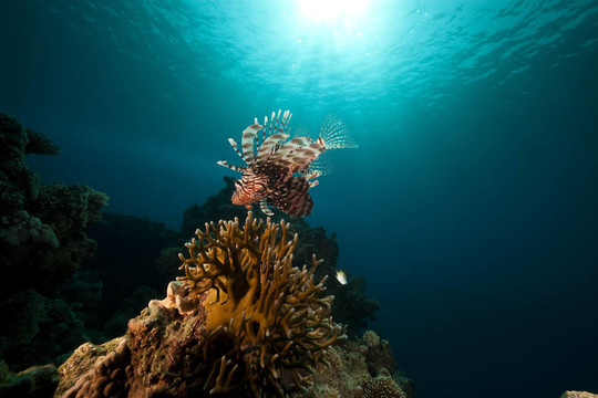 獅子魚和海洋。
