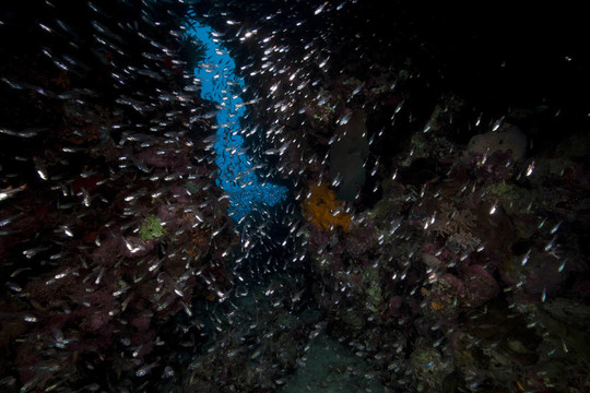 魚類和海洋。