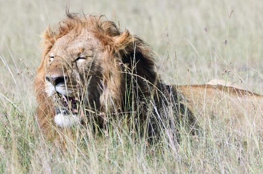 非洲獅；Masai Mara；肯尼亞