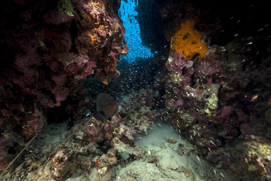 魚類和海洋。