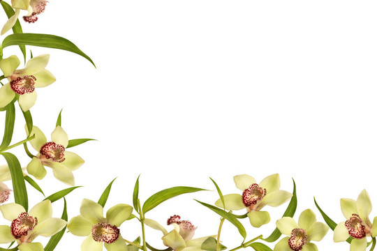 蘭花架