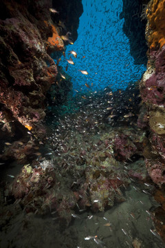 魚類和海洋。