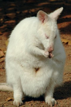 White Bennett的袋鼠（Macropus R