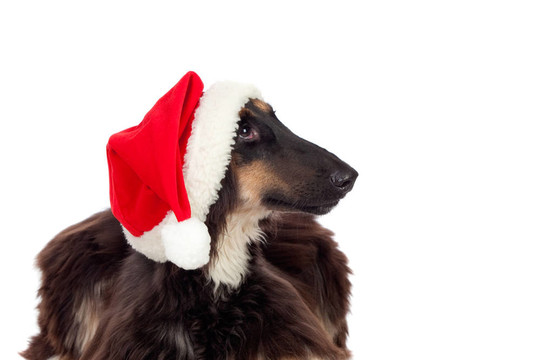 獵狼犬Santa的帽子